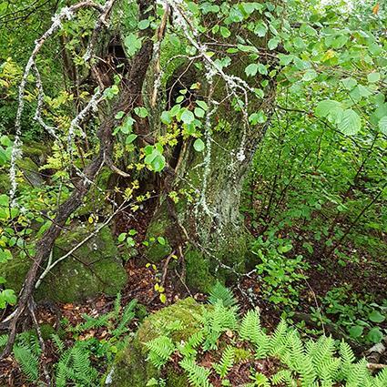 5.16 Naturvärdesobjekt 15 Naturvärdeklass 3 Areal: 0,3 hektar Naturtyp: Skog och träd Biotop: Trädklädd rasbrant Beskrivning: Objektet utgörs av en brant ned mot väster och fotbollsplan.