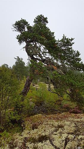 1 Inledning 1.1 Bakgrund Vallentuna kommun har som mål att ta fram en detaljplan för att öka byggrätterna i området Kårsta-Rickeby norr om Vallentuna tätort.