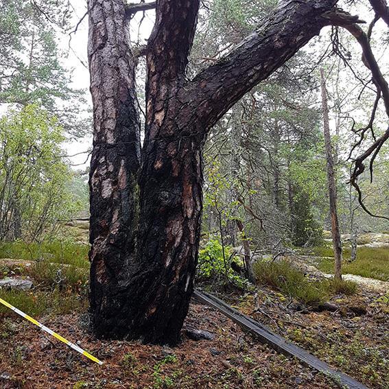 3 Tidigare fynd och kända naturvärden I Artportalen (uttag 2017-09-04) finns registrerade fynd av följande rödlistade arter gröngöling (NT), sånglärka (NT), hussvala (NT), kungsfågel (VU), nötkråka