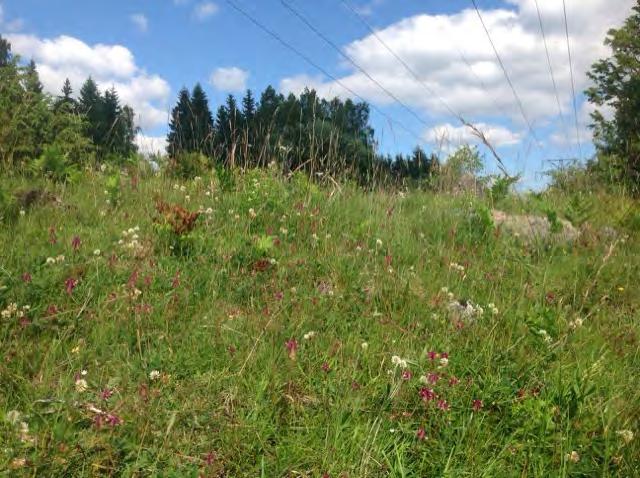 2016-08-29 Granskningsversion Naturvärdesinventering