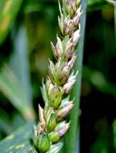 (Septoria tritici) Förfrukten har liten betydelse, tydliga