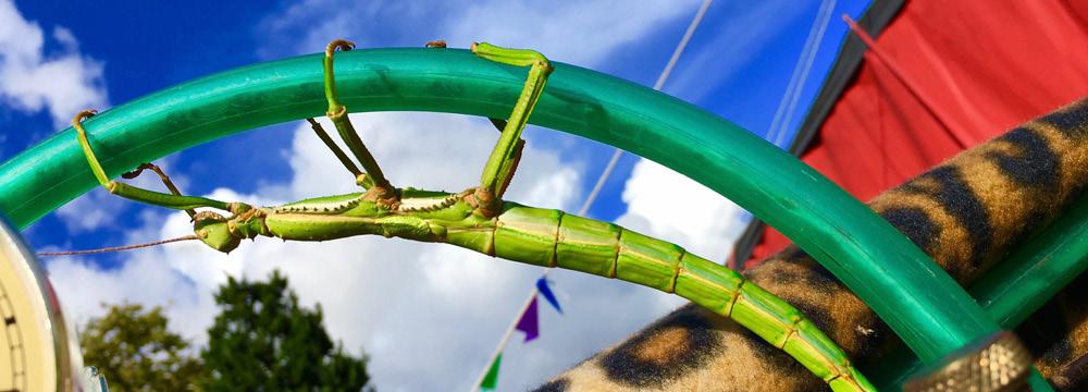 Foto: Christine Berg UTSTÄLLNING: CIRKUS PLANETEN Naturama Upplev gigantiska insekter på riktigt nära håll, sätt igång varningslamporna på klockan som nått elfte timmen, och ta dig en funderare på