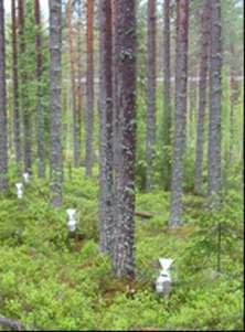 Sedan 1990 har lufthalterna och nedfallet av svavel till den svenska skogen minskat kraftigt, i takt med minskningen av de samlade svavelutsläppen från Europa.