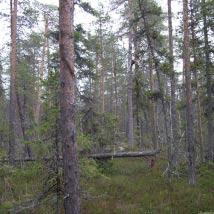 3548 Björklidbäcken Kommun Lycksele Totalareal 217 ha Naturgeografisk region 32c Areal land 217 ha Objektskategori SM Areal vatten 0 ha Markägare Sveaskog Areal produktiv skogsmark 115 ha Ovanför