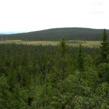 3368 Buberget öst Kommun Storuman Totalareal 1 642 ha Naturgeografisk region 32c, 33h Areal land 1 635 ha Objektskategori U1 Areal vatten 7 ha Markägare Sveaskog Areal produktiv skogsmark 1 235 ha