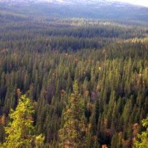 2514 Svantjärnberget Kommun Vilhelmina Totalareal 1 501 ha Naturgeografisk region 33h Areal land 1 471 ha Objektskategori U2 Areal vatten 30 ha Markägare Fastighetsverket Areal produktiv skogsmark 1