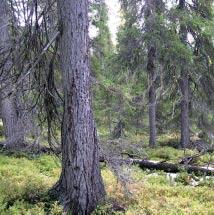 3254 Dainan Kommun Vilhelmina Totalareal 2 132 ha Naturgeografisk region 33h Areal land 1 858 ha Objektskategori U2 Areal vatten 274 ha Markägare Fastighetsverket Areal produktiv skogsmark 1 070 ha