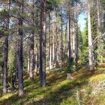 3238 Jåvanberget Kommun Storuman Totalareal 294 ha Naturgeografisk region 32c Areal land 294 ha Objektskategori U1 Areal vatten 0 ha Markägare Sveaskog Areal produktiv skogsmark 287 ha Ovanför