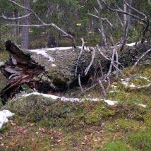 2480 Lövnäs Kommun Dorotea Totalareal 245 ha Naturgeografisk region 33h Areal land 243 ha Objektskategori U2 Areal vatten 1 ha Markägare Fastighetsverket Areal produktiv skogsmark 139 ha Ovanför