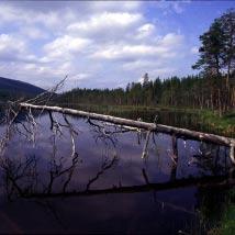 3372 Yttre Tjeresten Kommun Storuman Totalareal 610 ha Naturgeografisk region 32c Areal land 600 ha Objektskategori U1 Areal vatten 11 ha Markägare Sveaskog Areal produktiv skogsmark 545 ha Ovanför