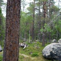 4122 Pellesberget Kommun Storuman Totalareal 73 ha Naturgeografisk region 32c Areal land 70 ha Objektskategori U1 Areal vatten 3 ha Markägare Sveaskog Areal produktiv skogsmark 70 ha Ovanför