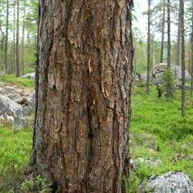 2490 Åliden Kommun Storuman Totalareal 292 ha Naturgeografisk region 32c Areal land 292 ha Objektskategori U1 Areal vatten 0 ha Markägare Sveaskog Areal produktiv skogsmark 285 ha Ovanför fjällnära