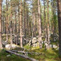 3566 Gardejaurliden Kommun Lycksele Totalareal 181 ha Naturgeografisk region 32c Areal land 181 ha Objektskategori U1 Areal vatten 0 ha Markägare Sveaskog Areal produktiv skogsmark 177 ha Ovanför