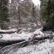 2510 Norra Gråtanberget Kommun Vilhelmina Totalareal 246 ha Naturgeografisk region 33h Areal land 246 ha Objektskategori U2 Areal vatten 0 ha Markägare Fastighetsverket Areal produktiv skogsmark 243