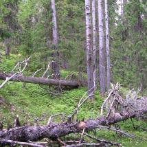2488 Barsele-Storberget Kommun Storuman Totalareal 355 ha Naturgeografisk region 32c Areal land 355 ha Objektskategori U1 Areal vatten 0 ha Markägare Sveaskog Areal produktiv skogsmark 340 ha Ovanför