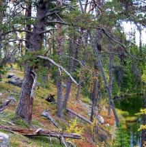 2508 Måsjöberget Kommun Vilhelmina Totalareal 922 ha Naturgeografisk region 33h Areal land 911 ha Objektskategori U1 Areal vatten 11 ha Markägare Fastighetsverket Areal produktiv skogsmark 906 ha