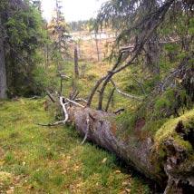 2512 Kusmyran Kommun Vilhelmina Totalareal 433 ha Naturgeografisk region 33h Areal land 432 ha Objektskategori U2 Areal vatten 2 ha Markägare Fastighetsverket Areal produktiv skogsmark 318 ha Ovanför