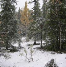 3260 Skikki nord Kommun Storuman Totalareal 105 ha Naturgeografisk region 33h Areal land 105 ha Objektskategori U1 Areal vatten 0 ha Markägare Fastighetsverket Areal produktiv skogsmark 104 ha