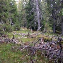 3430 Ingridsbrännan Kommun Vilhelmina Totalareal 297 ha Naturgeografisk region 33h Areal land 294 ha Objektskategori U1 Areal vatten 2 ha Markägare Fastighetsverket Areal produktiv skogsmark 246 ha