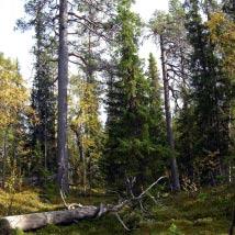2506 Östra Svartsjöliden Kommun Vilhelmina Totalareal 2 046 ha Naturgeografisk region 33h Areal land 1 961 ha Objektskategori U2 Areal vatten 86 ha Markägare Fastighetsverket Areal produktiv