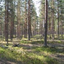3516 Storbacken Kommun Norsjö Totalareal 41 ha Naturgeografisk region 32c Areal land 41 ha Objektskategori U1 Areal vatten 0 ha Markägare Sveaskog Areal produktiv skogsmark 41 ha Ovanför fjällnära