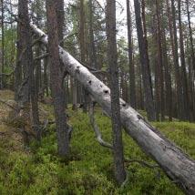 3518 Abborrtjärnberget Kommun Norsjö Totalareal 30 ha Naturgeografisk region 32c Areal land 29 ha Objektskategori U1 Areal vatten 1 ha Markägare Sveaskog Areal produktiv skogsmark 29 ha Ovanför