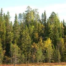 3240 Ansjaurliden Kommun Storuman Totalareal 148 ha Naturgeografisk region 32c Areal land 148 ha Objektskategori U1 Areal vatten 0 ha Markägare Sveaskog Areal produktiv skogsmark 140 ha Ovanför