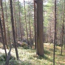 3244 Lill-Orrliden Kommun Storuman Totalareal 314 ha Naturgeografisk region 32c Areal land 299 ha Objektskategori U1 Areal vatten 15 ha Markägare Sveaskog Areal produktiv skogsmark 277 ha Ovanför