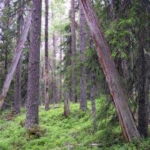 3584 Nordängesberget Kommun Storuman Totalareal 174 ha Naturgeografisk region 32c Areal land 172 ha Objektskategori U1 Areal vatten 3 ha Markägare Sveaskog Areal produktiv skogsmark 158 ha Ovanför