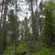 3522 Lillberget Kommun Norsjö Totalareal 61 ha Naturgeografisk region 32c Areal land 57 ha Objektskategori U1 Areal vatten 4 ha Markägare Sveaskog Areal produktiv skogsmark 56 ha Ovanför fjällnära