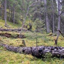 2482 Storselet Kommun Dorotea Totalareal 324 ha Naturgeografisk region 33h Areal land 312 ha Objektskategori U2 Areal vatten 12 ha Markägare Sveaskog Areal produktiv skogsmark 259 ha Ovanför