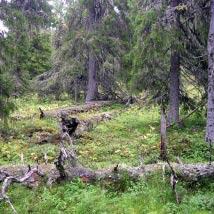 2484 Gaskeluoktliden Kommun Storuman Totalareal 1 523 ha Naturgeografisk region 33h Areal land 1 522 ha Objektskategori U2 Areal vatten 1 ha Markägare Sveaskog Areal produktiv skogsmark 1 245 ha
