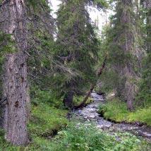 3550 Luleluoktberget Kommun Storuman Totalareal 395 ha Naturgeografisk region 33h Areal land 395 ha Objektskategori U1 Areal vatten 0 ha Markägare Sveaskog Areal produktiv skogsmark 372 ha Ovanför