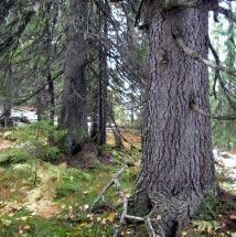 3256 Skorne Kommun Vilhelmina Totalareal 2 037 ha Naturgeografisk region 33h Areal land 2 029 ha Objektskategori U2 Areal vatten 8 ha Markägare Fastighetsverket Areal produktiv skogsmark 1 685 ha