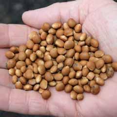 Alla baljväxter utfodrades råa och krossade. I försök 3 5 kompletterades de närproducerade proteinfodermedlen med kallpressad rapskaka tills kalvarna vägde 175 kg.