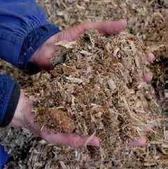 procent majsensilage skördat vid dentmognad Djuren fick fullfoder i fri tillgång där foderstaten för tjurarna innehöll ca 60 procent grovfoder, medan lammens foderstat bestod av ca 40 procent