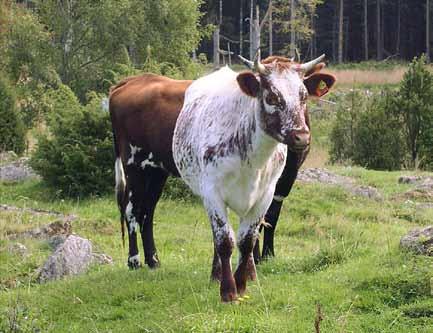 Effekt av ras och säsong på betande nötkreaturs naturvårdsnytta I syfte att ge betesrekommendationer ur naturvårdsperspektiv jämfördes i denna studie betandet hos ettåriga kvigor av lantrasen väneko