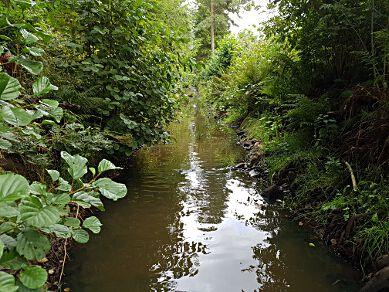 9. Bäck vid Ripelången, Enesgärdet Stations EU-CD: SE643875-136186 Vattenförekomst: SE643759-136264 Län: 14 Västra Götaland Vattendragsbredd: 2 m Provtagningsmetodik: SS-EN 13946 Medeldjup provyta: