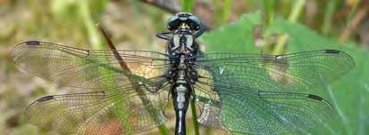 Projekt Trollsländor i Östergötland Projekt Trollsländor i Östergötland är ett femårigt (2008-2012) inventeringsprojekt som drivs av Entomologiska Föreningen Östergötland (EFÖ).