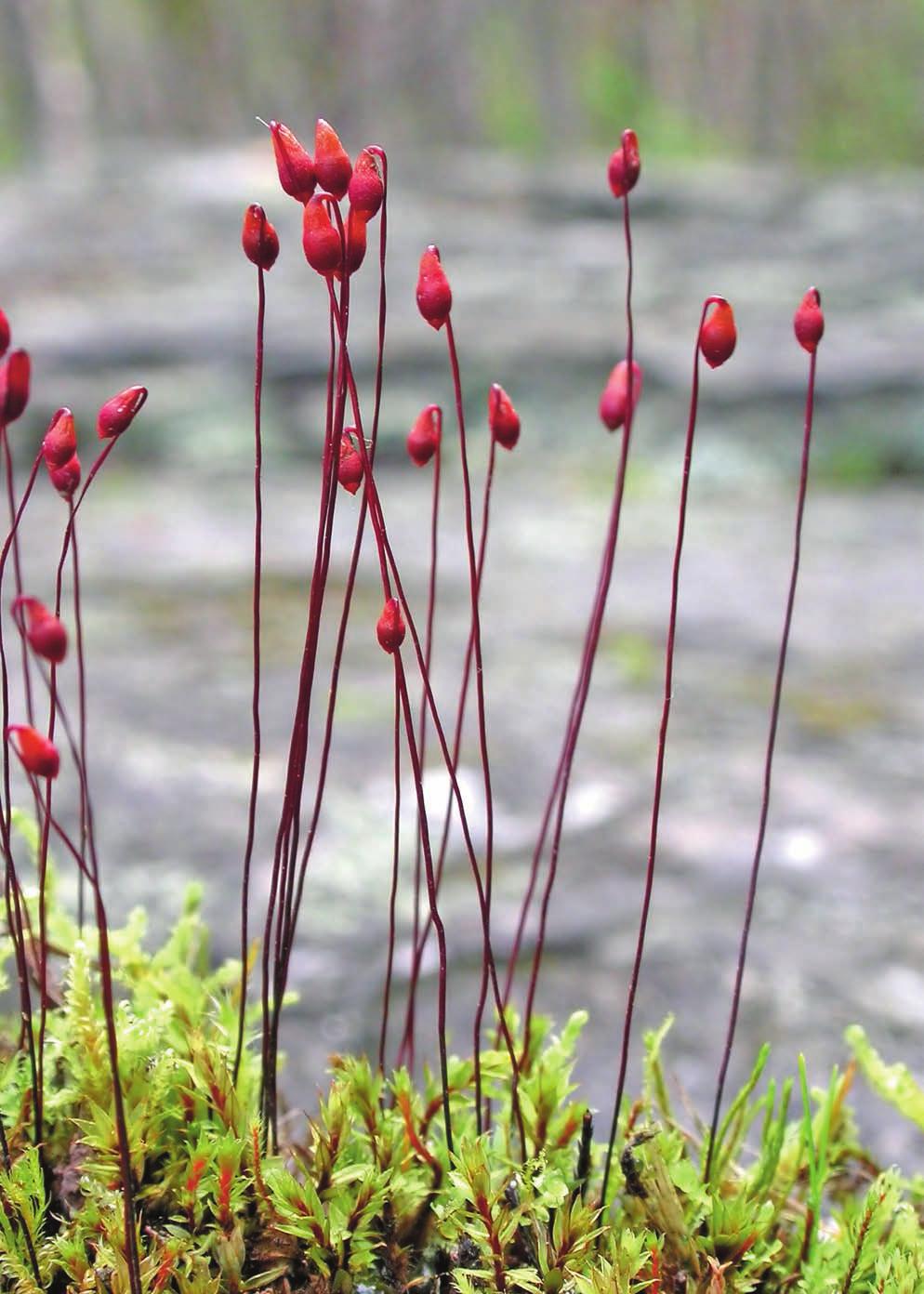 Svensk Botanisk Tidskrift 100(2): 65 160 ISSN 0039-646X, Uppsala 2006 INNEHÅLL 65 Ordföranden har ordet: Nya landskapsfloror 66 En trio primulor är Årets