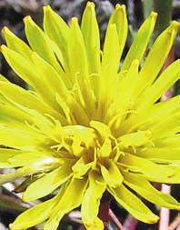 159 Bohlin, A: Sphagnum kallas för vitmossor i Sverige 160 Botaniskt nytt: Fina fynd 66 Leta efter vivor! 158 Leta efter vityxne!