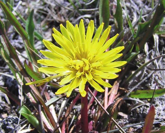 STRANDMASKROSOR PÅ FÅRÖ Figur 6. Kalkmaskros i uttorkad vät. Observera de kölade spetsarna av strålblommorna! Foto: Hans Rydberg. Taraxacum decolorans. Note the keeled tips on the ray flowers.