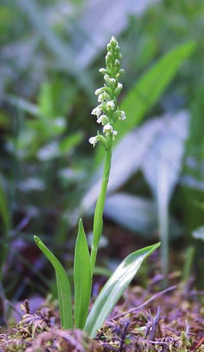 VITYXNE Upprop leta efter vityxne! V ityxne Pseudorchis albida a är en orkidé som förekommer dels i västra Götaland, dels i de västra delarna av Jämtlands och Västerbottens län.