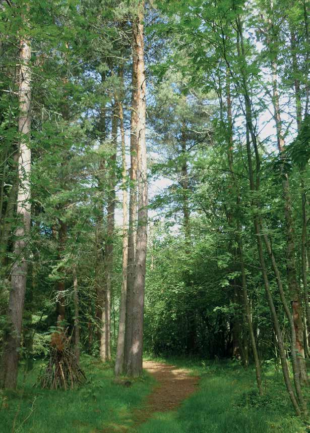 Bli inspirerad av skogen Visste du, att