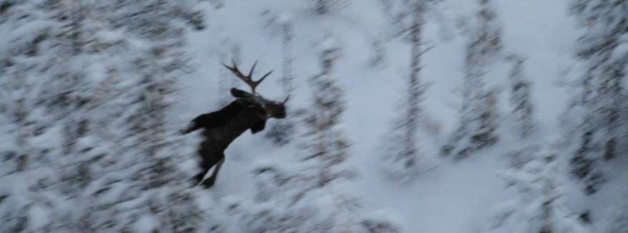 - 8 - Kommentarer till inventeringen En flyginventering ger alltid en ögonblicksbild av var älgarna befinner sig just vid tidpunkten för inventeringen.