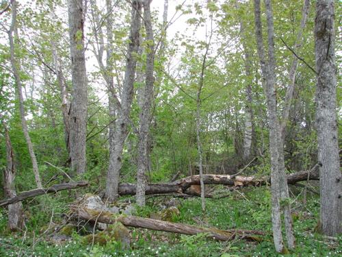 När det gäller aspbarkgnagaren visade basinventeringen år 2006 att de flesta fall hade träden med förekomst av arten barklösa partier (bläckor) och var troligen angripna av svampen aspdyna.