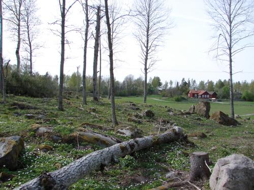 Status och utbredning för de inventerade skalbaggarna När det gäller bedömningen av arternas status och utbredning måste situationen för cinnoberbaggen bedömas som kritisk och nuvarande höga