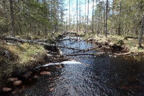 Övrigt: Under inventeringen sågs utterspillning på flera ställen.