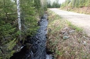 Beskrivning: En strömmande fin liten klar skogsbäck.