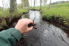 6. Brattforsbäcken Koordinater: 6617175:1456396 6617554:1456384 Undersökt sträcka: Från utflödet i Usken till Matsgården.